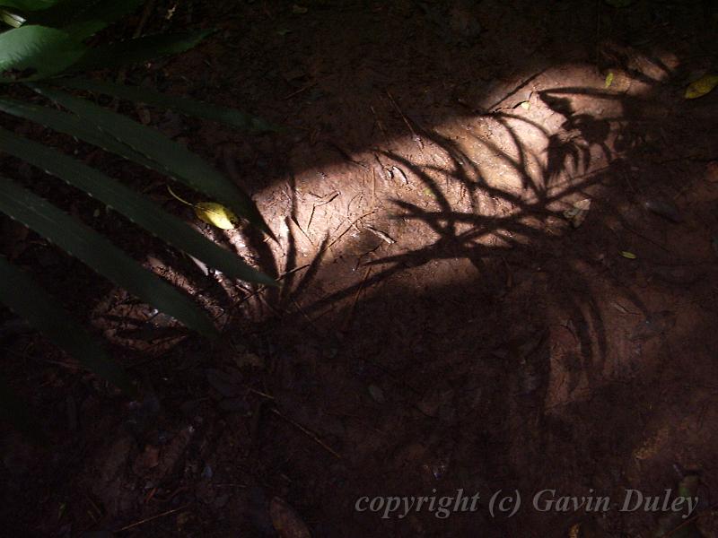 Leaf shadows on the track, Binna Burra IMGP1494.JPG